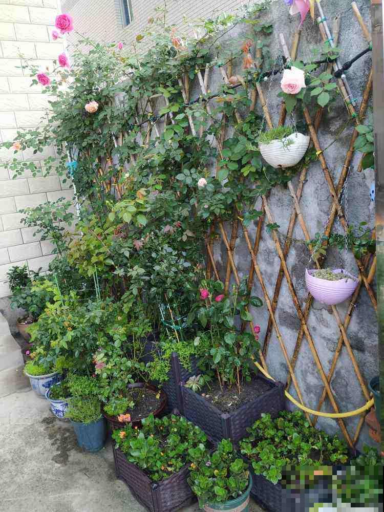 北方冬天,她的院子依旧开花满园,南方人看了都羡慕 北方冬天,她的院子依旧开花满园,南方人看了都羡慕