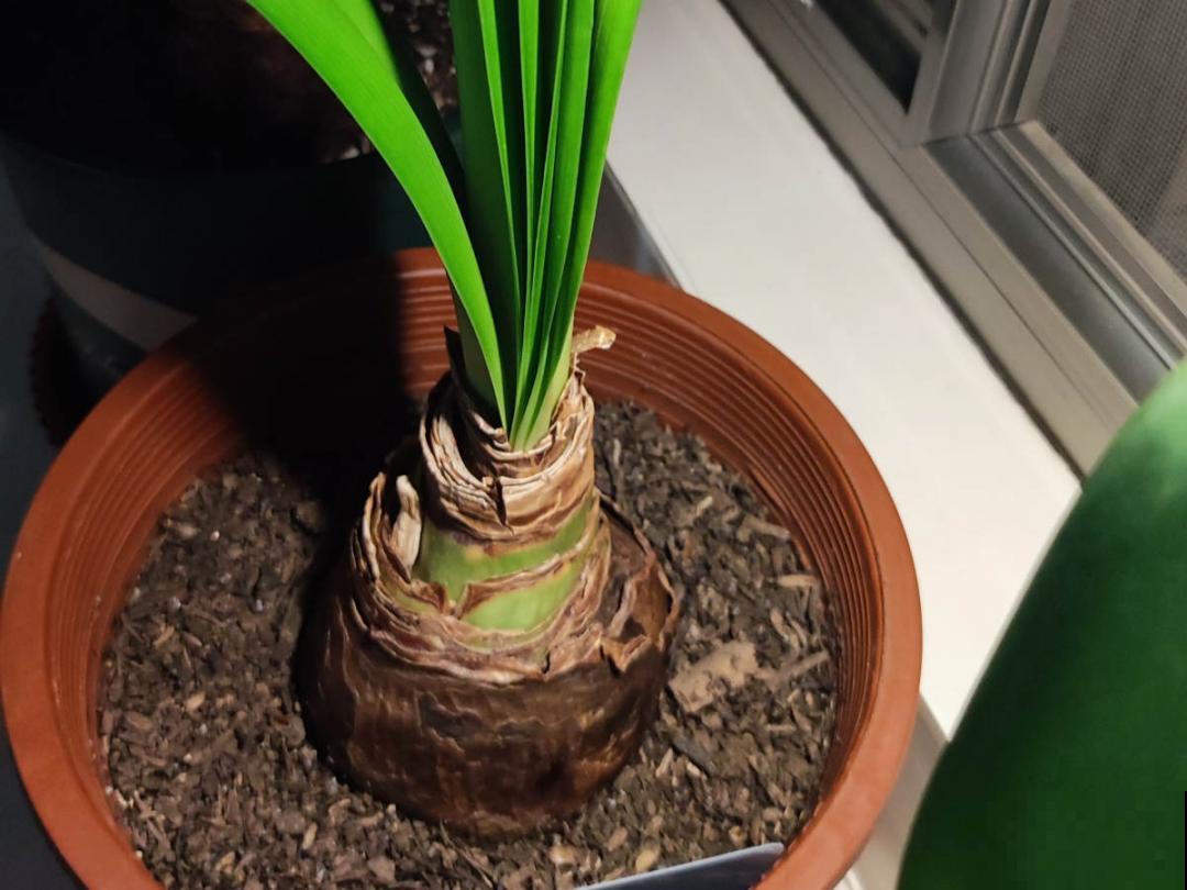 10种花冬天要施肥,不然不开花,而且活不过一年 10种花冬天要施肥,不然不开花,而且活不过一年