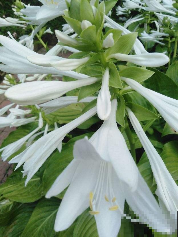 家里没光照，就养盆玉簪，耐阴开花多