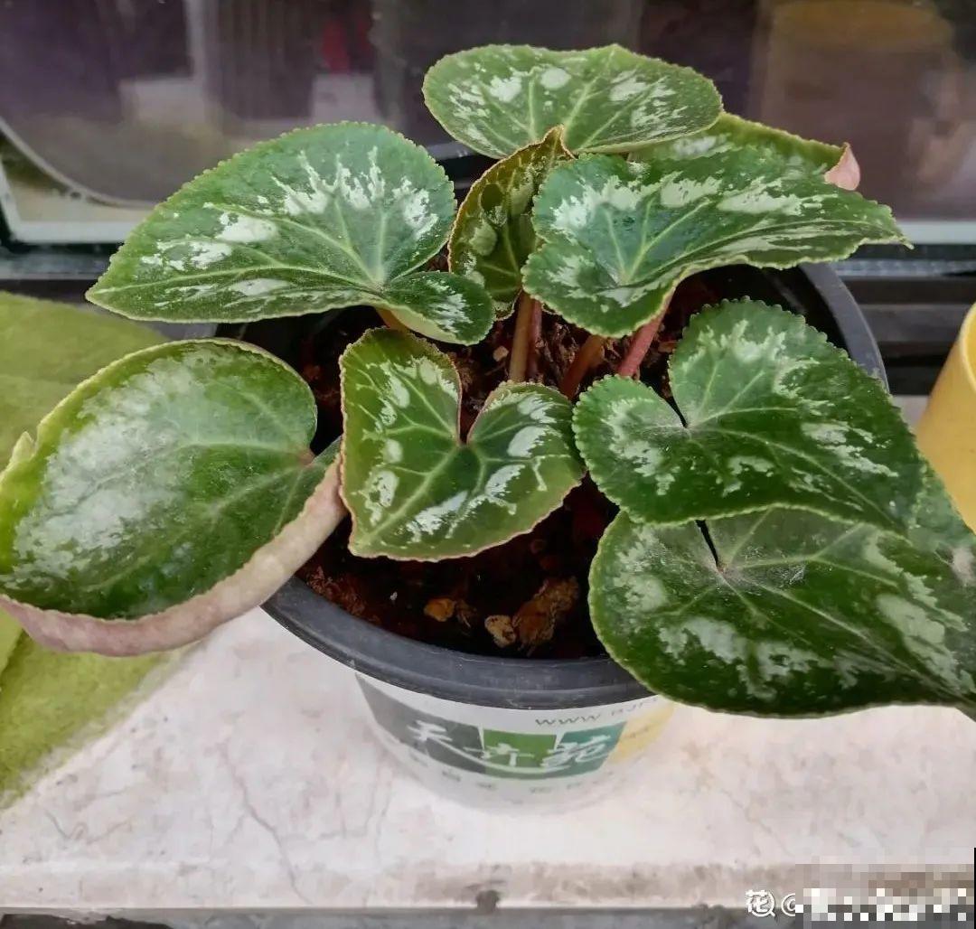 10种花冬天不能断水，勤浇水才能长得旺，叶子油亮有光泽