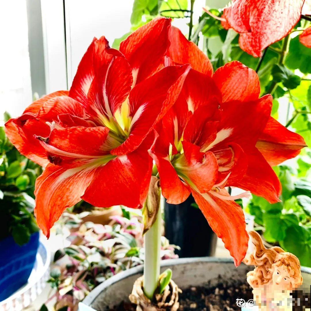 9种花特怕冷,现在赶紧套个袋,保暖很重要 9种花特怕冷,现在赶紧套个袋,保暖很重要