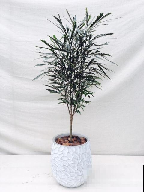 5种大型植物，养护简单不挑环境，家里就能养