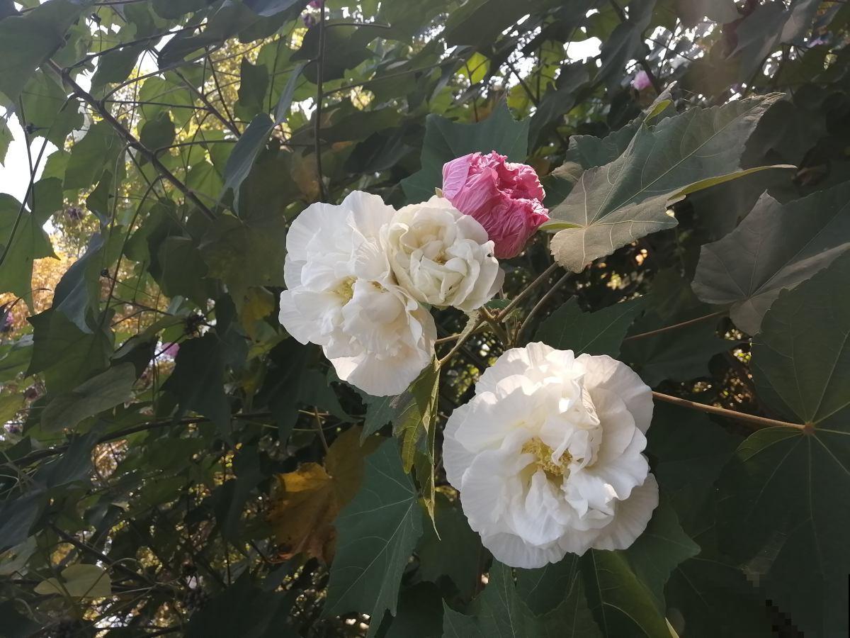 10月份开花的8种花，想下个月看开花的，不能错过！