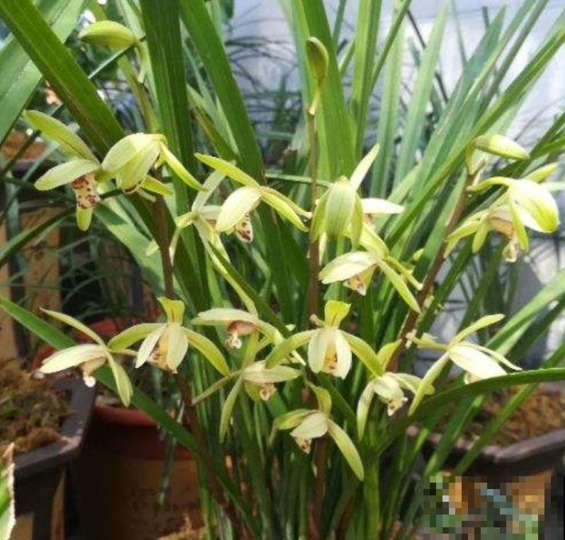 养兰花的人,值得岁月最好的眷顾,内附养花性格分析 养兰花的人,值得岁月最好的眷顾,内附养花性格分析