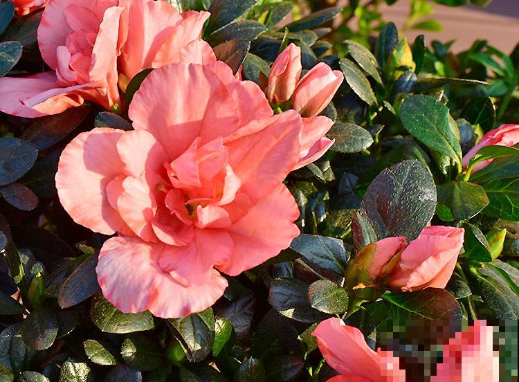 1种花号称“花中西施”，四季皆可开，喜庆又漂亮！