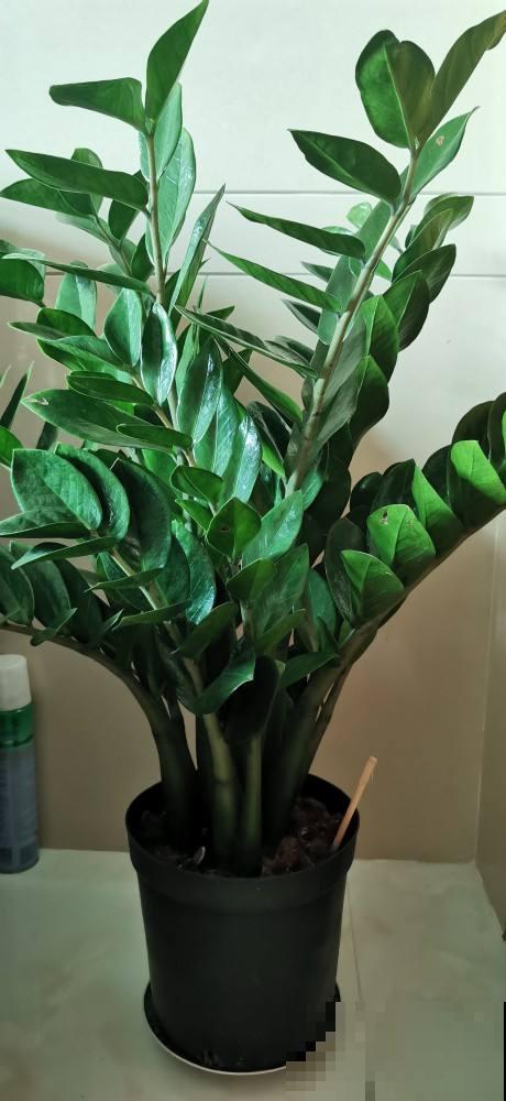 4种带“钱”的植物,在家养招财旺运,关键是太好养 4种带“钱”的植物,在家养招财旺运,关键是太好养