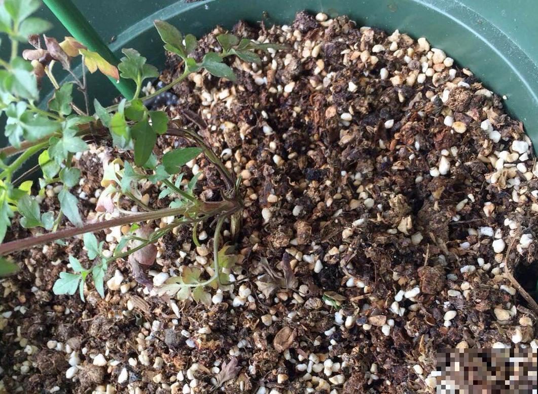 换盆后的旧土别扔，掺上4种东西，土肥的“流油”