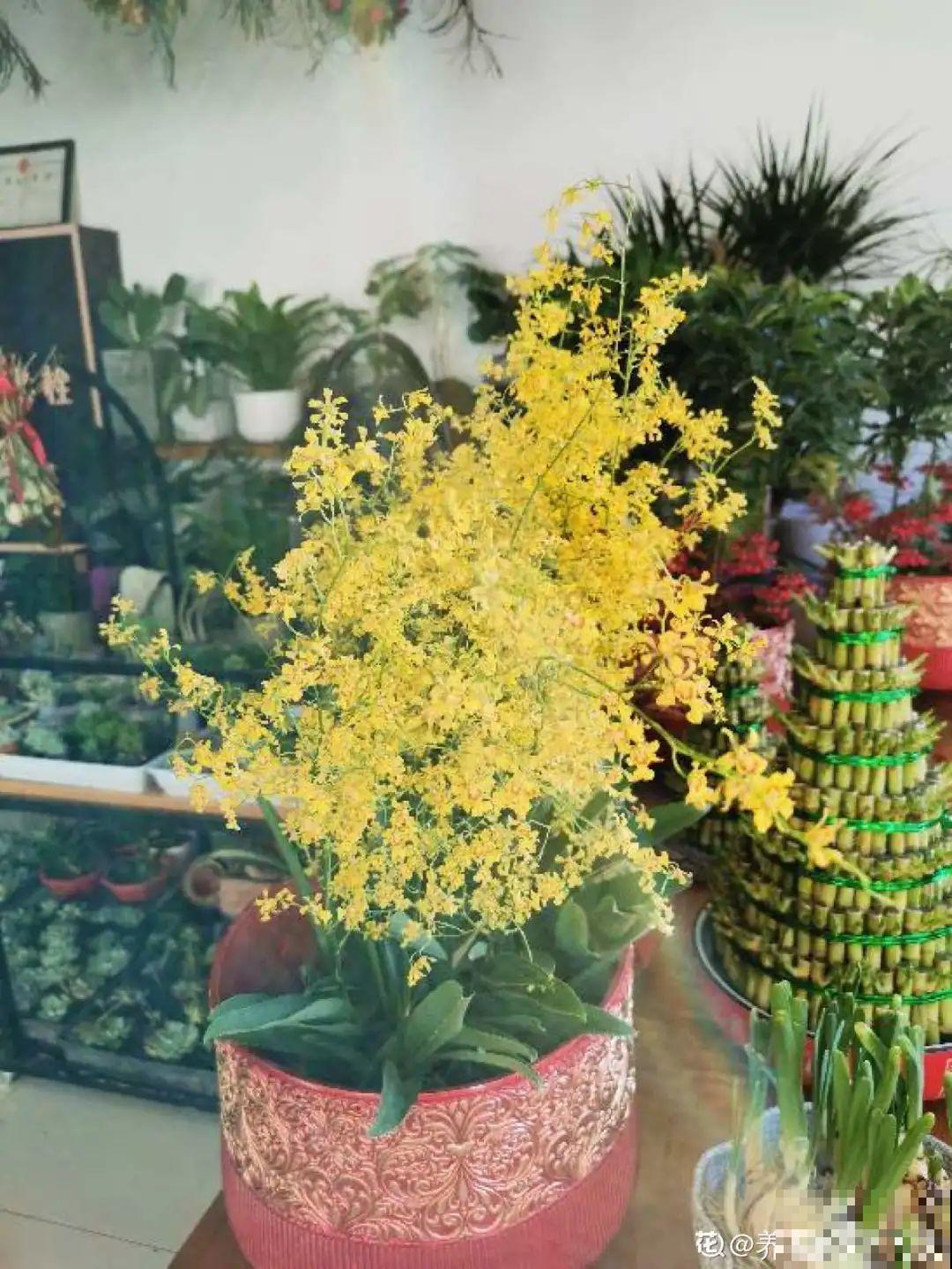 8种花养屋子里，满屋香味儿，雅致又唯美