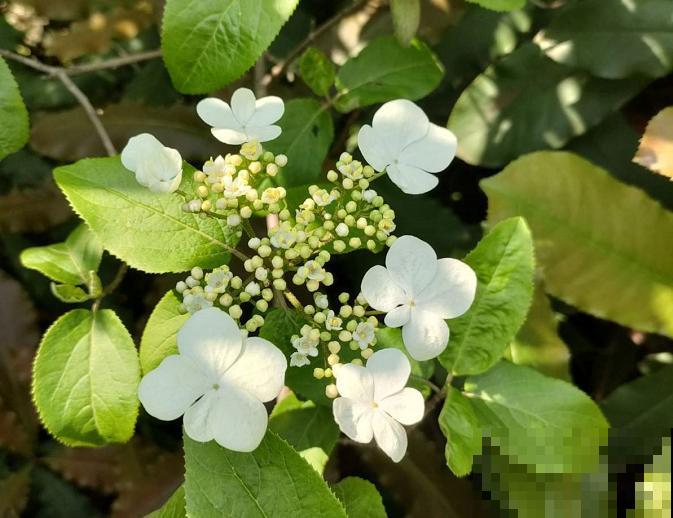 4组花长得太像,实在太容易认错,你能认出几个? 4组花长得太像,实在太容易认错,你能认出几个?