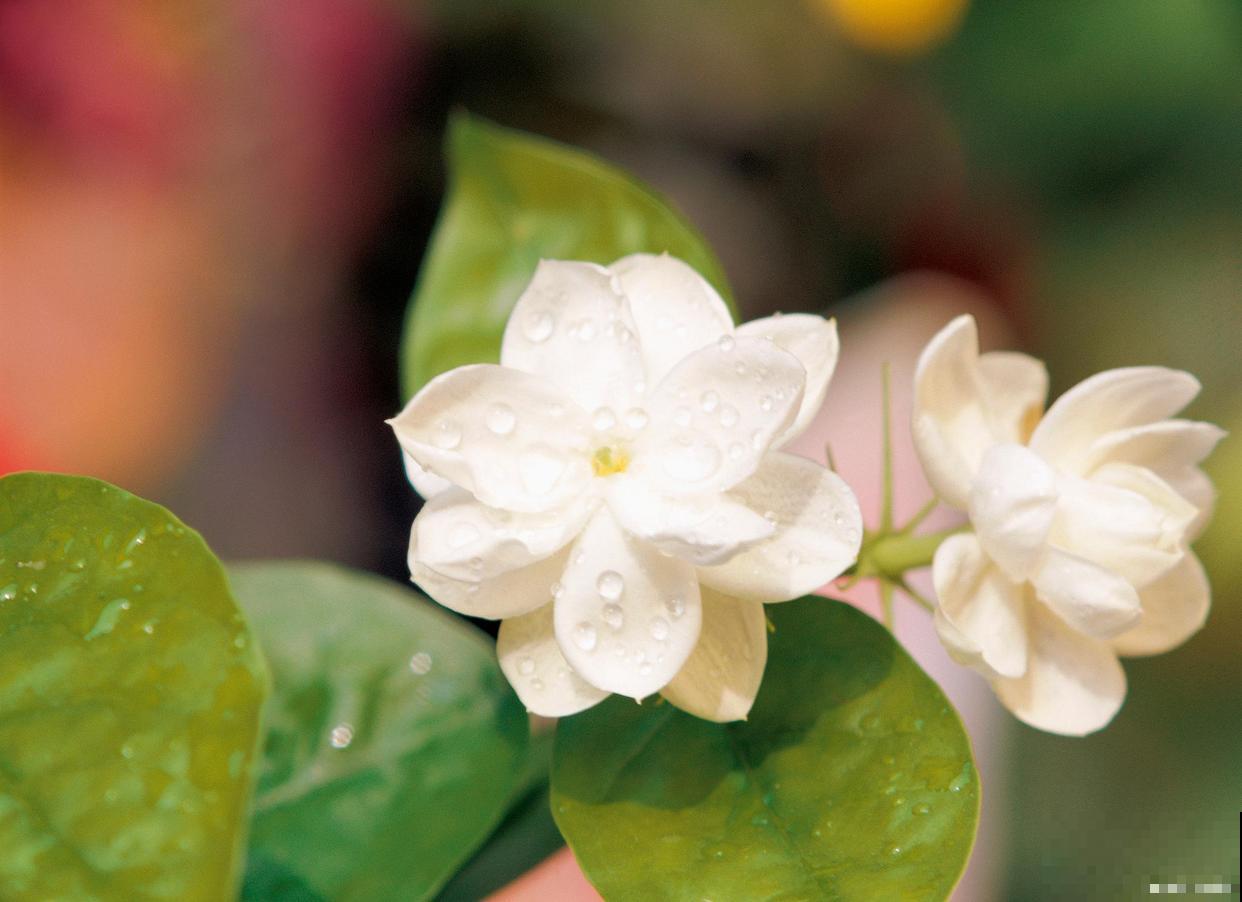 茉莉花一年要修剪几次 茉莉花一年要修剪几次