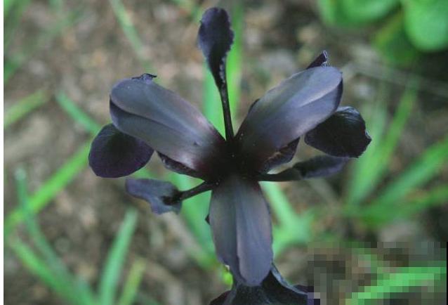 10种神秘的花，花市里，总能听到它的传说