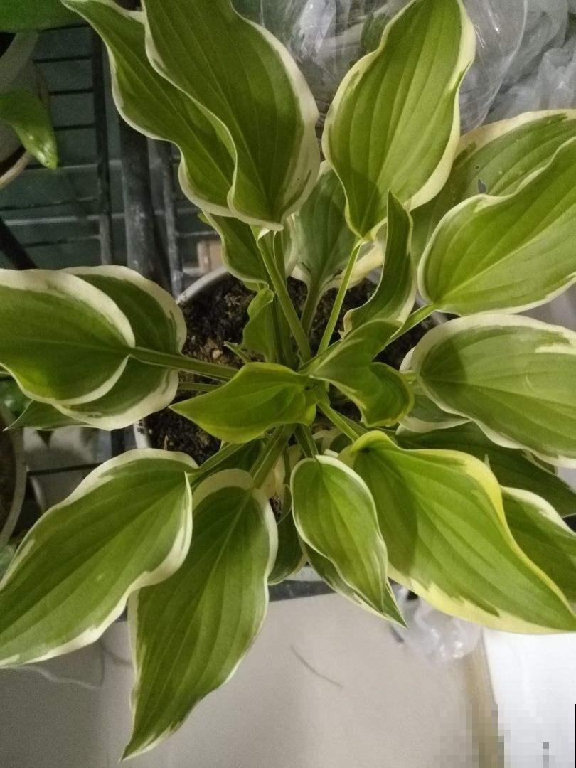 家里没光照，就养盆玉簪，耐阴开花多