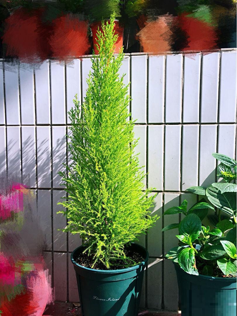 “植物杀手”最适合的植物,养一棵小香松放家里,干净又卫生 “植物杀手”最适合的植物,养一棵小香松放家里,干净又卫生