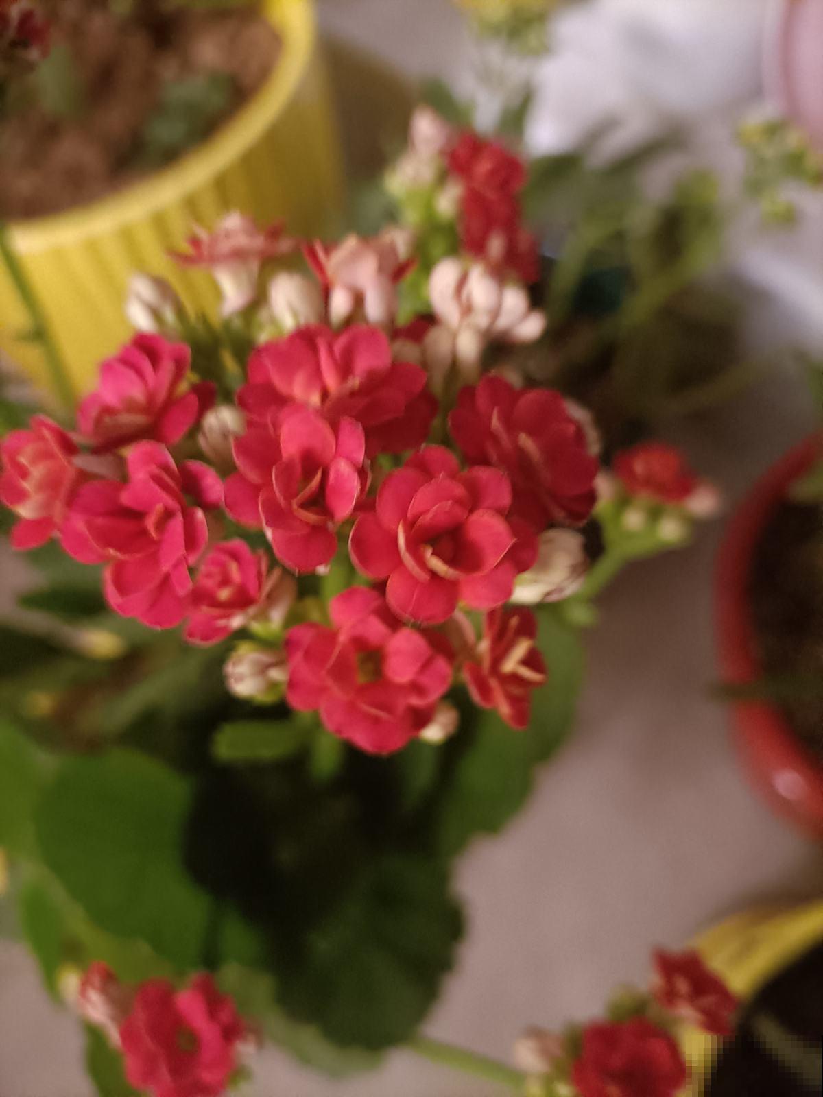 温度降到10℃，赶紧把花搬进屋，不然全冻死了