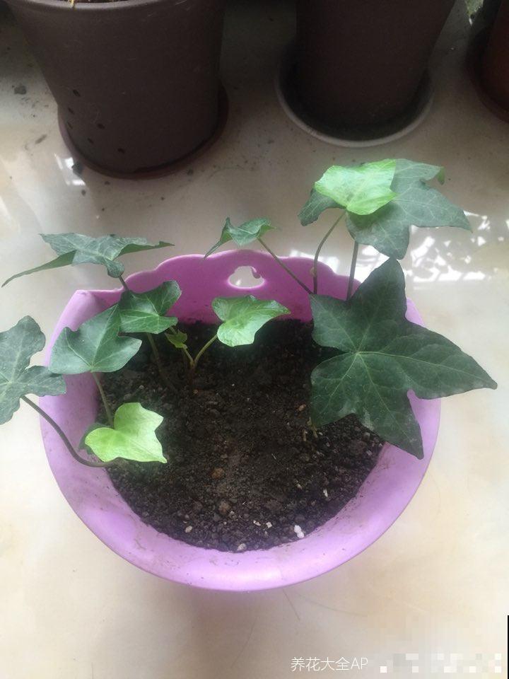 厨房油烟重就养5种绿植，净化空气效果好，还能揪一把炒菜吃