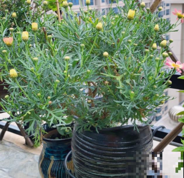 密密麻麻的花,一开花就“刹不住车”,这样的阳台谁不喜欢 密密麻麻的花,一开花就“刹不住车”,这样的阳台谁不喜欢