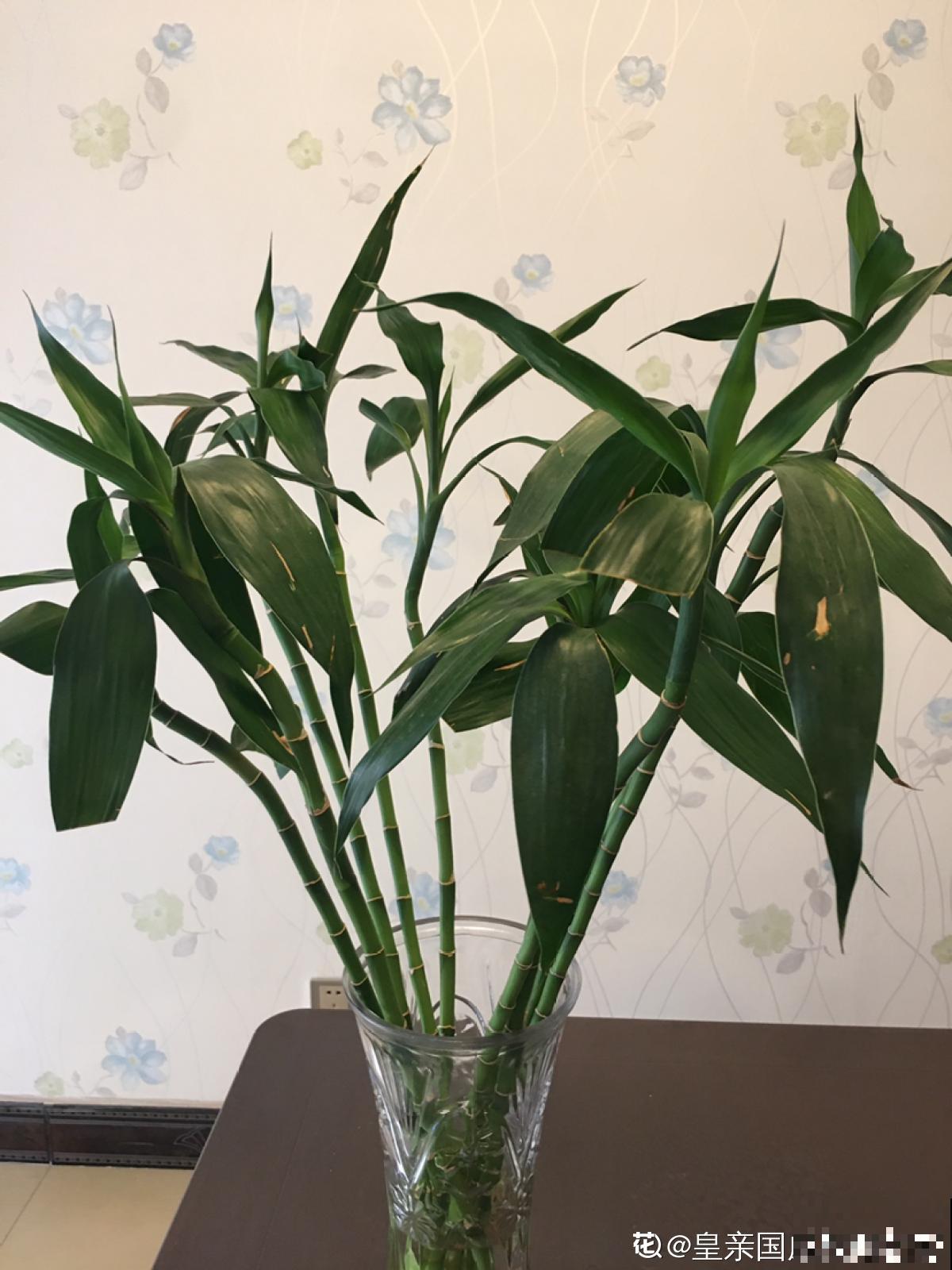 水培富贵竹总黄叶，关键是施肥有问题，2个要点解决问题