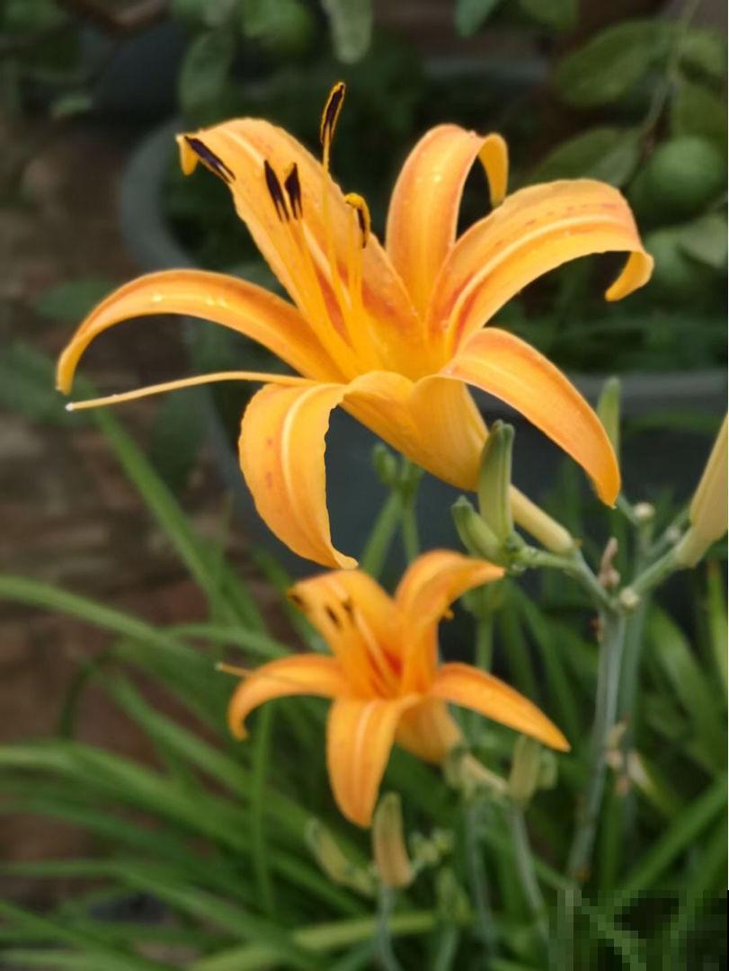 花开前丑的像草,开花后美不胜收,这5种花你见过吗 花开前丑的像草,开花后美不胜收,这5种花你见过吗