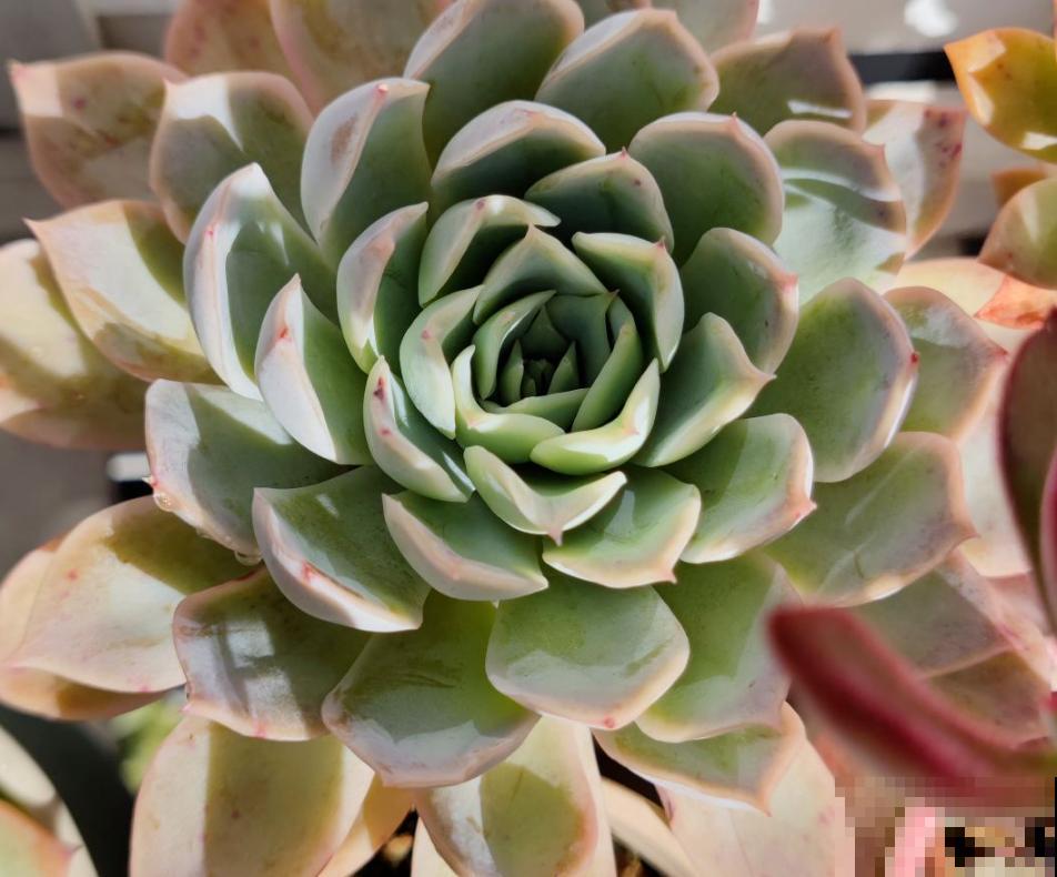 多肉僵苗千万别嫌弃，只需做好两方面，轻松解决问题