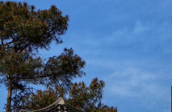 8年养花生涯,让我找到植物的“财富密码”,4种花“越养越赚钱” 8年养花生涯,让我找到植物的“财富密码”,4种花“越养越赚钱”