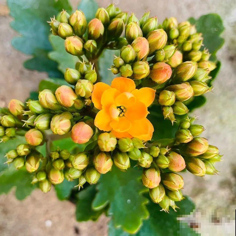 冬天常见的“吉利花”，耐旱皮实花量大，大半年都在开花