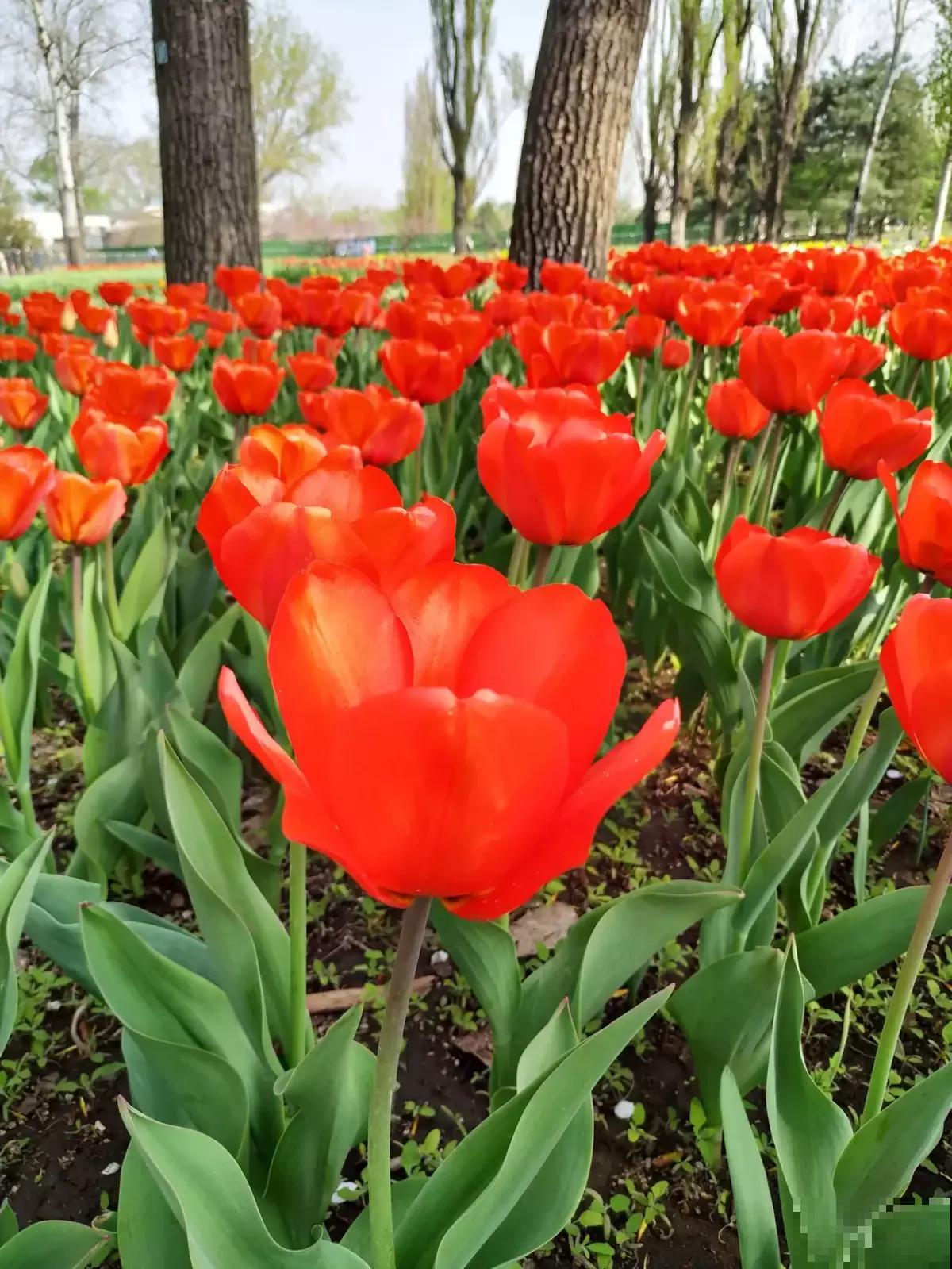 6种花是香水花，家里养1盆，满屋子香味
