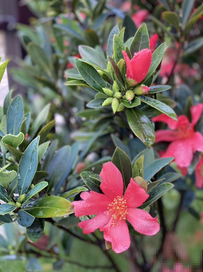 辛苦养的花，都让老公抽烟给“霍霍”了，真是没少吵架