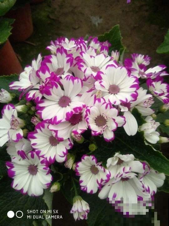 冬天便宜又好看的花,两块钱一盆,养死了也不心疼 冬天便宜又好看的花,两块钱一盆,养死了也不心疼