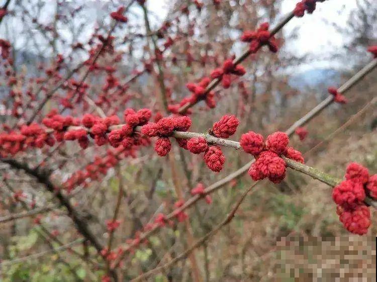路上看见银杏果,不要捡,小心有毒! 路上看见银杏果,不要捡,小心有毒!