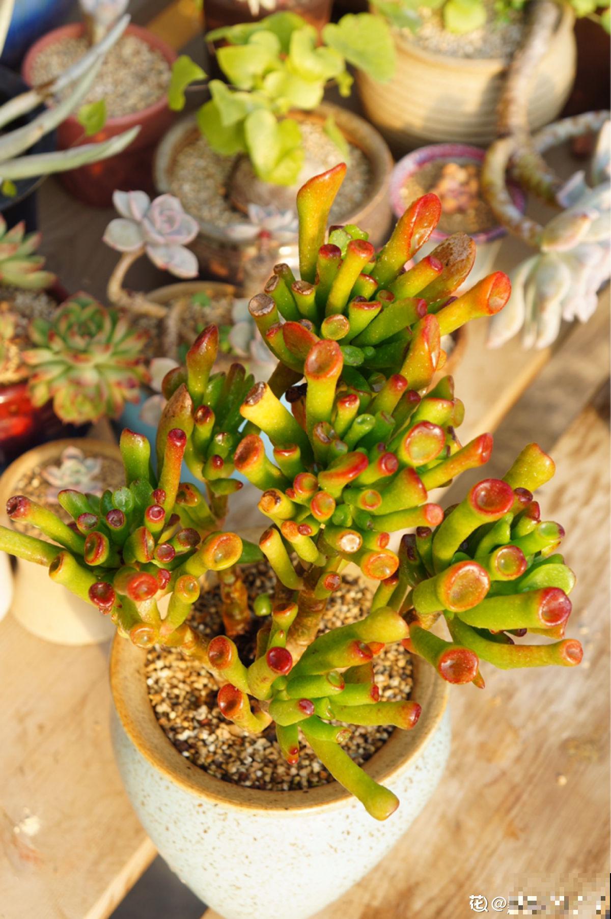 家里养的筒叶花月,还有“吸财”好兆头,养1盆真的不够 家里养的筒叶花月,还有“吸财”好兆头,养1盆真的不够