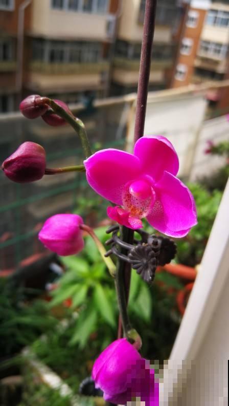 养蝴蝶兰，秋天开始催花了，选对肥水才能开花