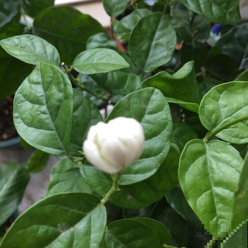 植物叶片发黄落叶，缺水只是原因之一，要懂得变通