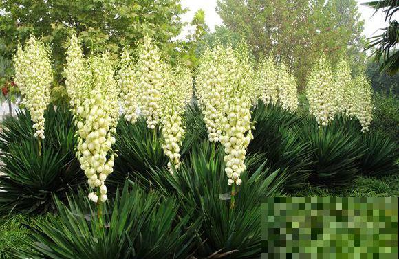 秋天常见的60种花，最全花卉图谱，收藏起来慢慢看