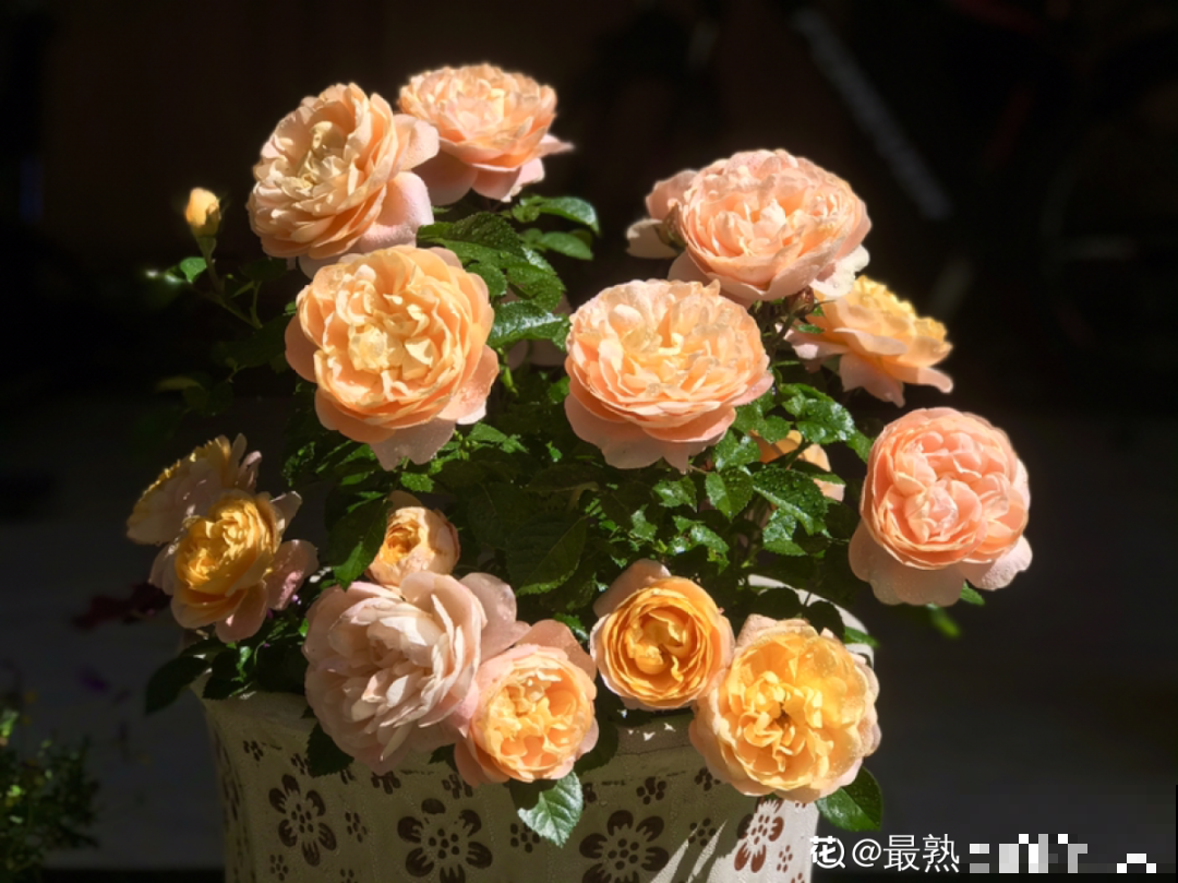 小阳台的开花机器,花期能达大半年,月月爆开不歇气,真香! 小阳台的开花机器,花期能达大半年,月月爆开不歇气,真香!