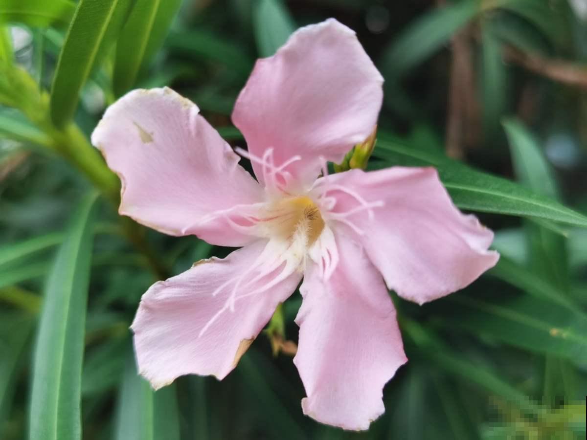 5种花，只可远观不能养在家，养在家浑身难受