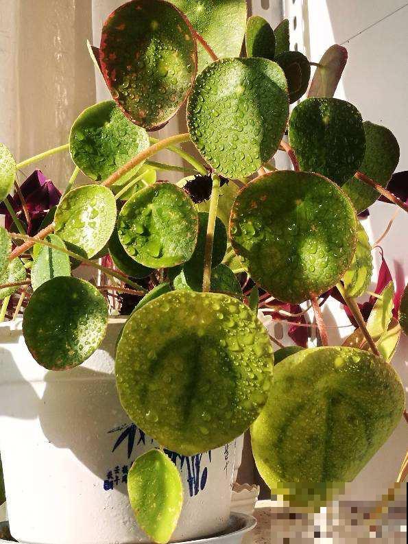 清新可爱的镜面草，国内当野草，国外当个宝，生机感十足