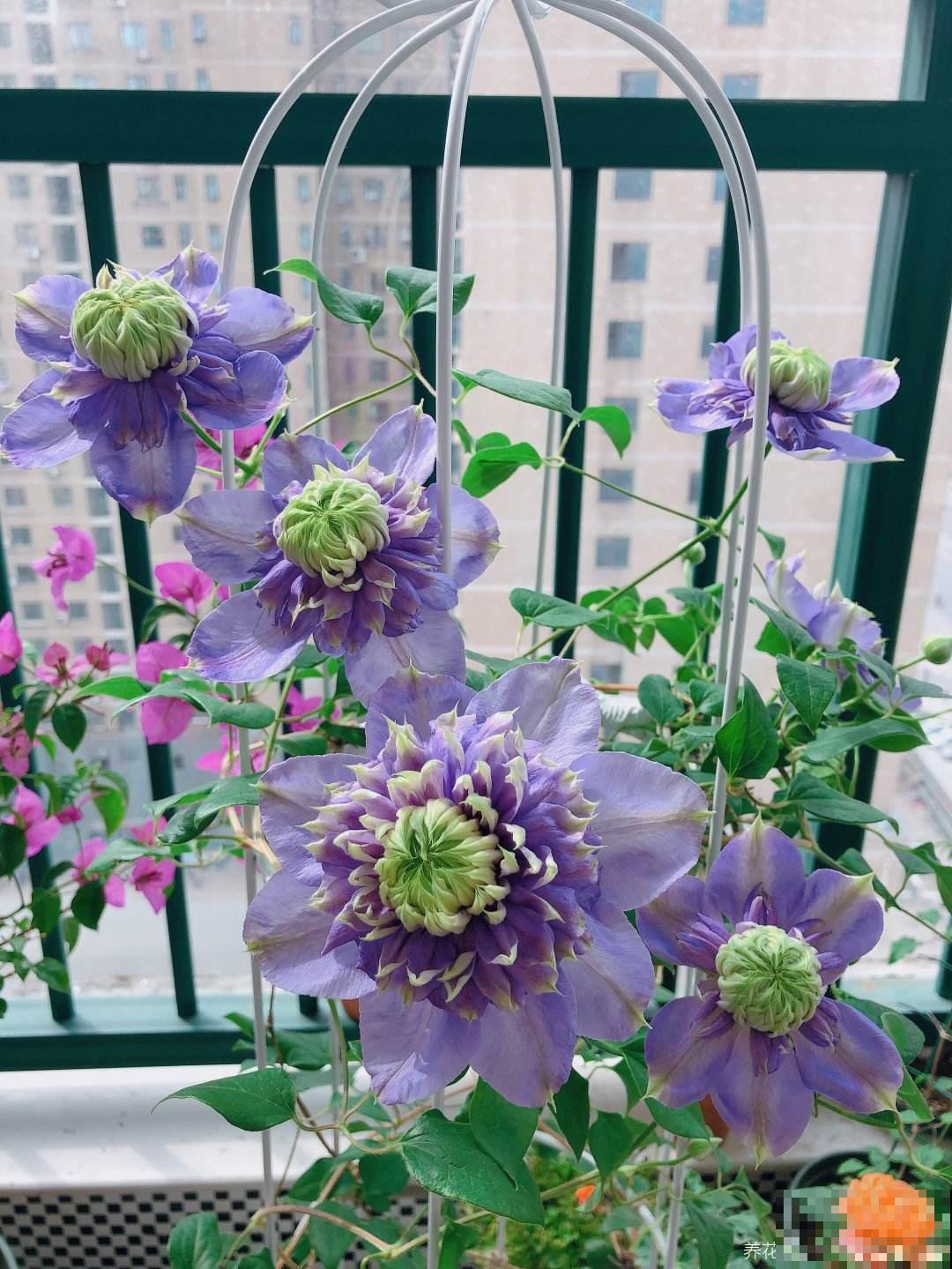 春天花园里的快乐，铁线莲该上场了，种在阳台庭院都合适