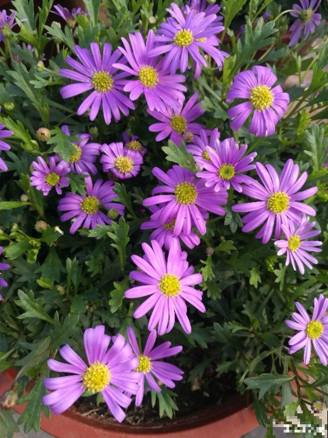 草花中的“小霸王”,耐热耐寒耐阴,开花能开大半年! 草花中的“小霸王”,耐热耐寒耐阴,开花能开大半年!