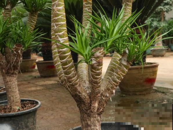 龙血树养殖要想更旺盛，这4点注意好，养殖旺盛很简单