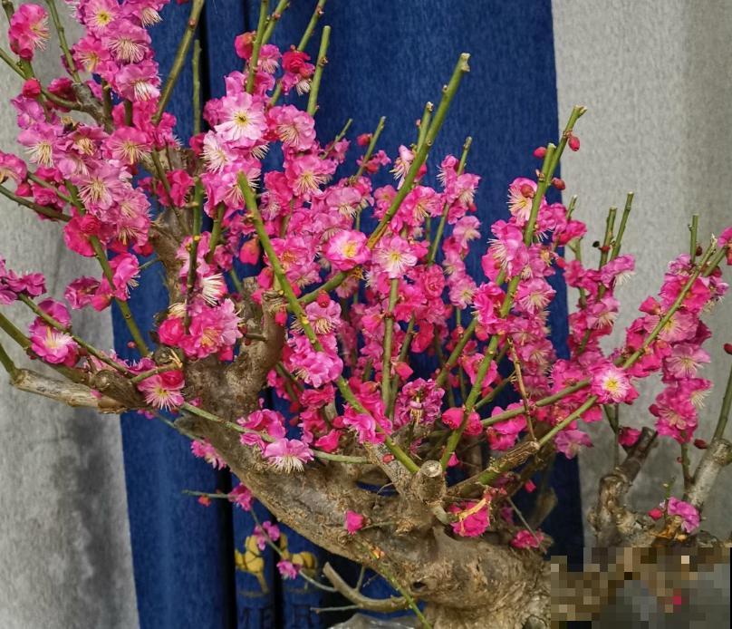 网购梅花老桩,上盆不要急,先看好这4步 网购梅花老桩,上盆不要急,先看好这4步