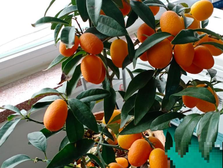 常见的“黄金果”,养在家里金灿灿,还有喜庆招财好兆头 常见的“黄金果”,养在家里金灿灿,还有喜庆招财好兆头