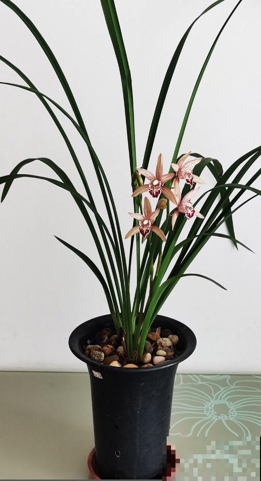 天干物燥,冬天室内多喷水,不然花干成柴火 天干物燥,冬天室内多喷水,不然花干成柴火