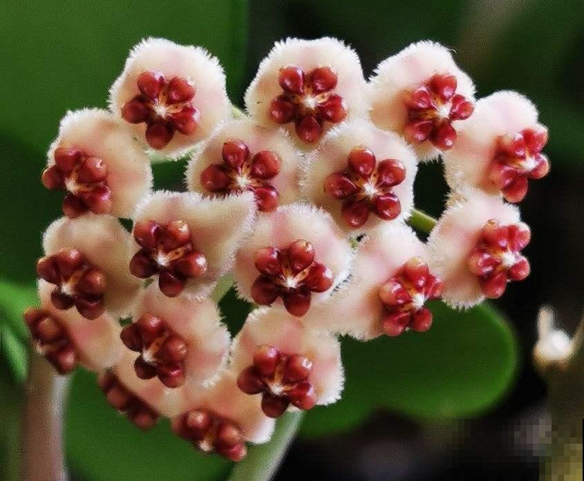 4种耐阴花卉,就算阳光不足照样开花,好看又好养 4种耐阴花卉,就算阳光不足照样开花,好看又好养