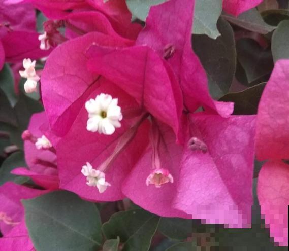 紫红色的花有很多，最常见的5种，你喜欢那种