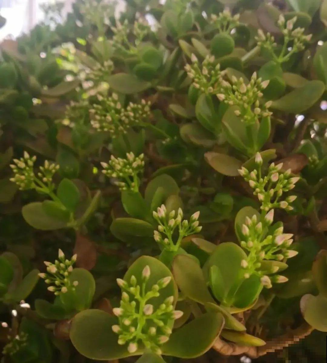 老人常说,6种吉祥花,轻易不开花,开花据说有好运 老人常说,6种吉祥花,轻易不开花,开花据说有好运