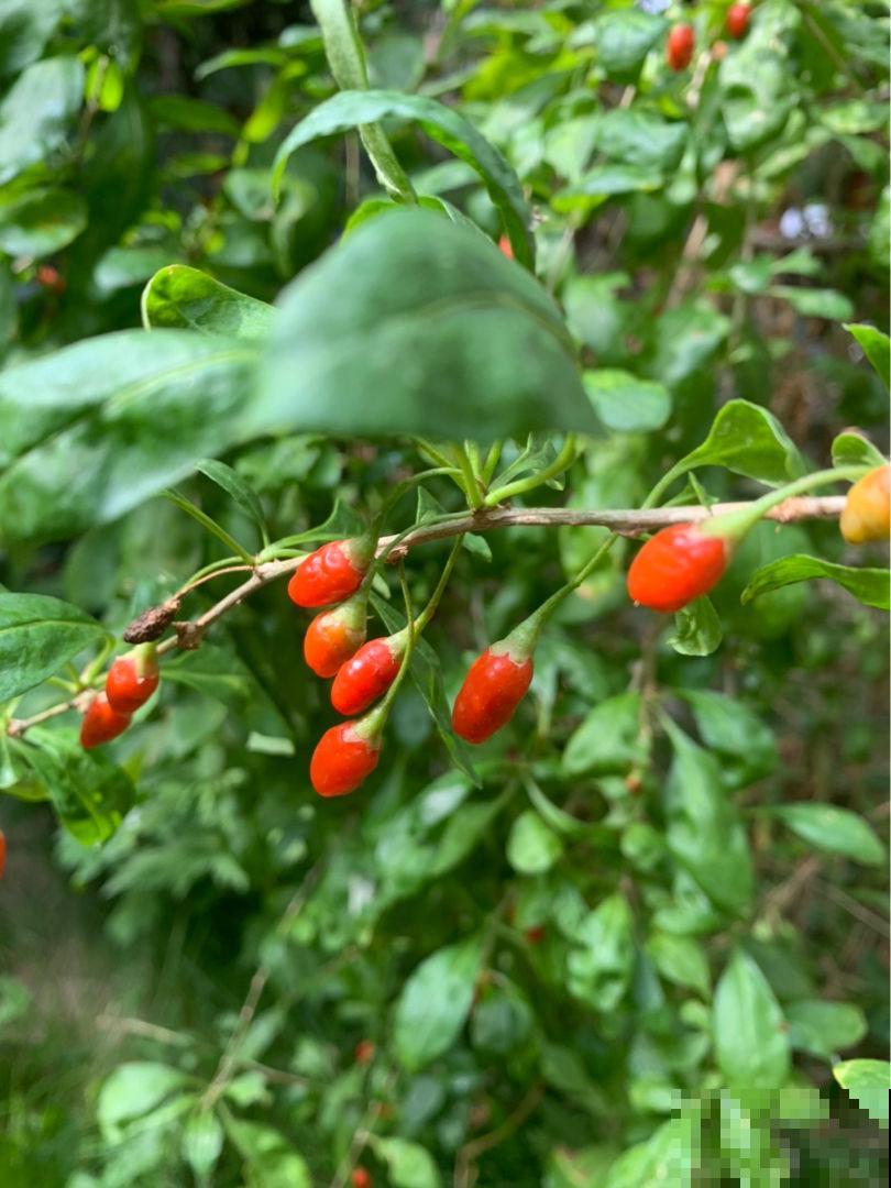 4种春日野菜,吃起来不花钱,一口鲜味那叫一个“绝” 4种春日野菜,吃起来不花钱,一口鲜味那叫一个“绝”