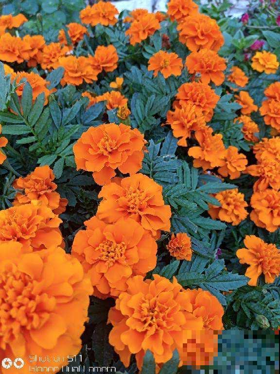 春天适合播种的8种花,撒完种3天冒芽,一个月就开花 春天适合播种的8种花,撒完种3天冒芽,一个月就开花