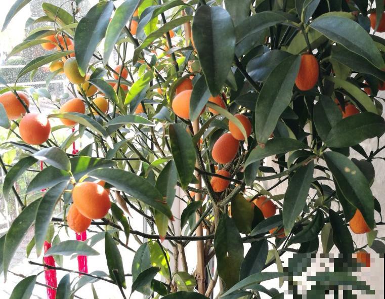 吉祥富贵的“金桔”，养在家里有招财寓意，金色的果子喜气洋洋