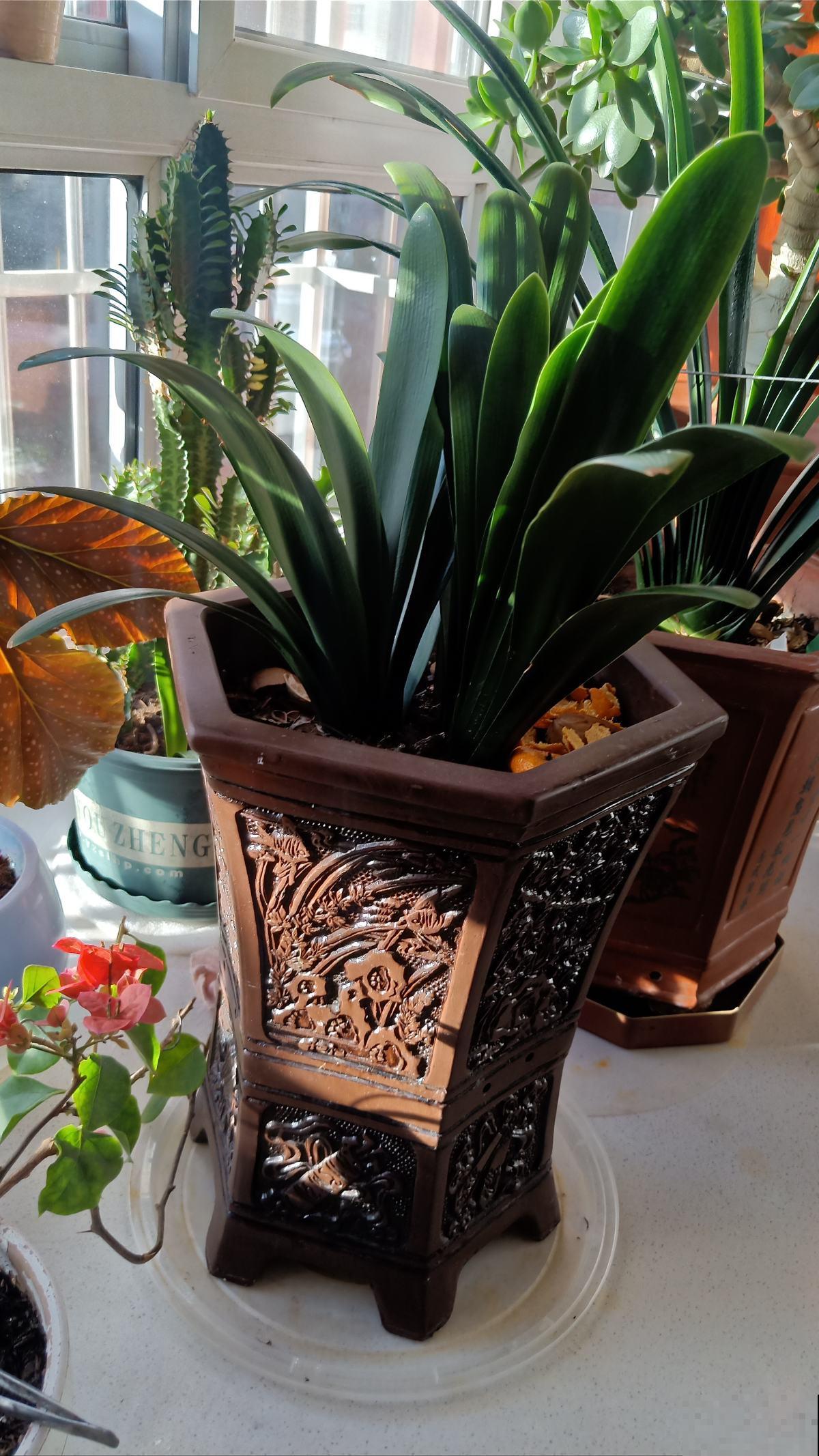 家里老人最爱的“旺宅花”,好看是其次,子孙都有好寓意 家里老人最爱的“旺宅花”,好看是其次,子孙都有好寓意