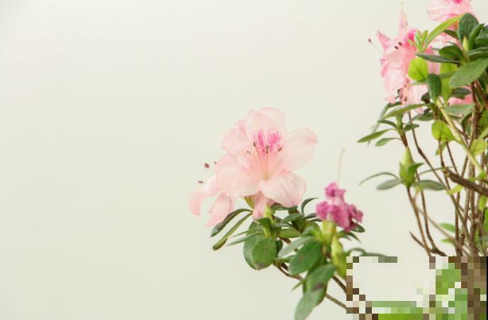 养杜鹃可不是个容易事儿，掌握4个要点，才能呼呼开花